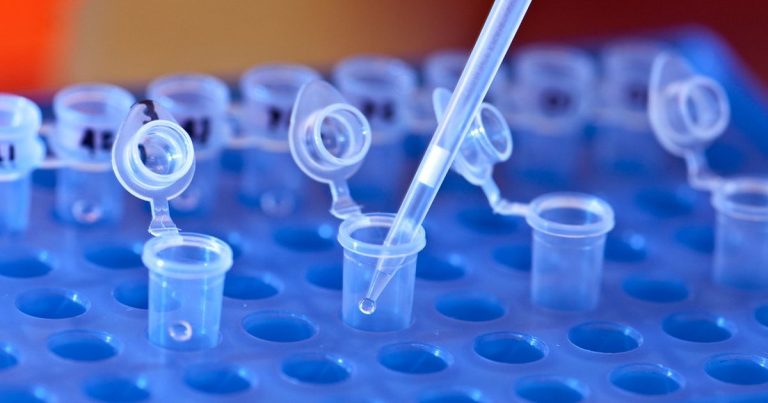 Pipette tip dispensing liquid into a row of open microcentrifuge tubes on a blue laboratory rack