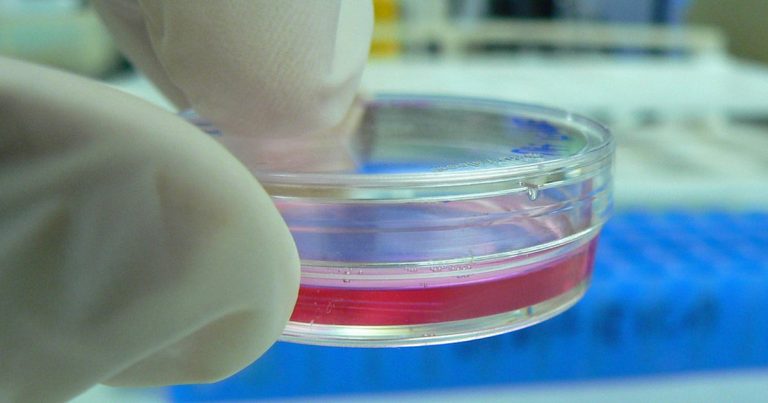 Gloved hand holding a cell culture dish containing pink growth medium in a laboratory